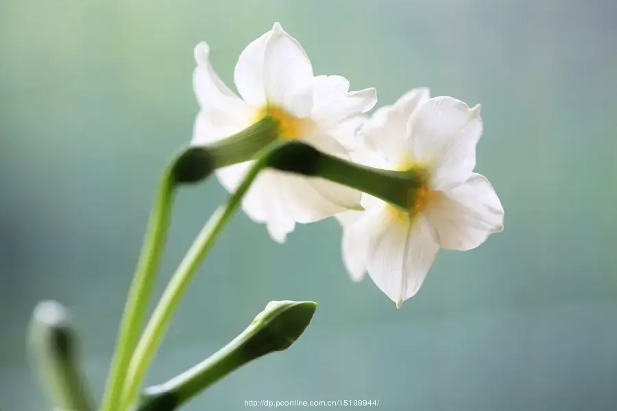 水仙花优美诗词名句（十二首诗词中的水仙）