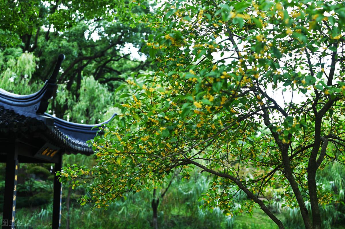 赞美桂花飘香的诗句赏析（精选十首咏桂诗词）