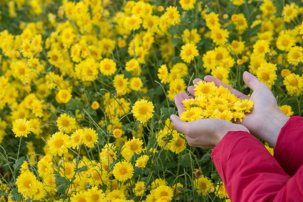 菊花优美诗词有哪些（六首经典菊花诗词）