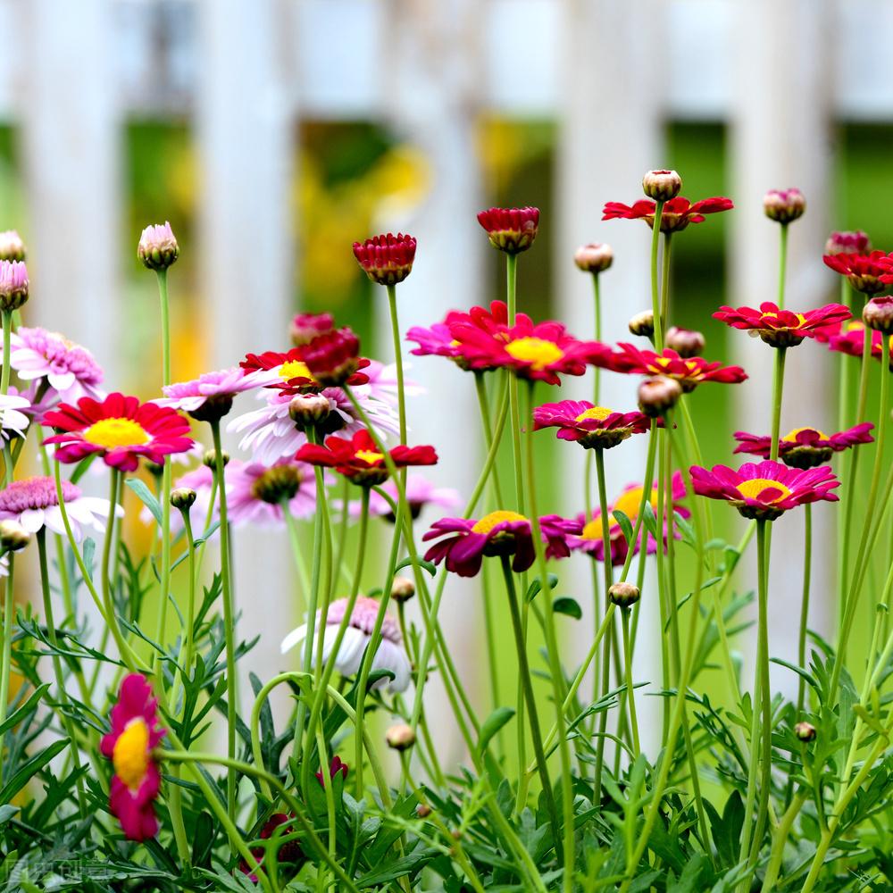 菊花优美诗词有哪些（六首经典菊花诗词）