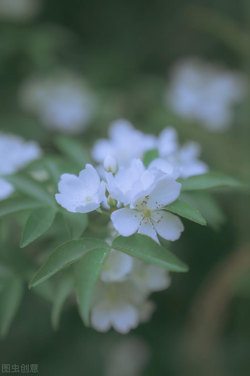 饮茶诗词名句摘抄（十首诗词中的荼蘼）