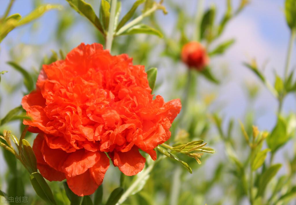 榴花唯美诗词大全（分享十首榴花古诗句）