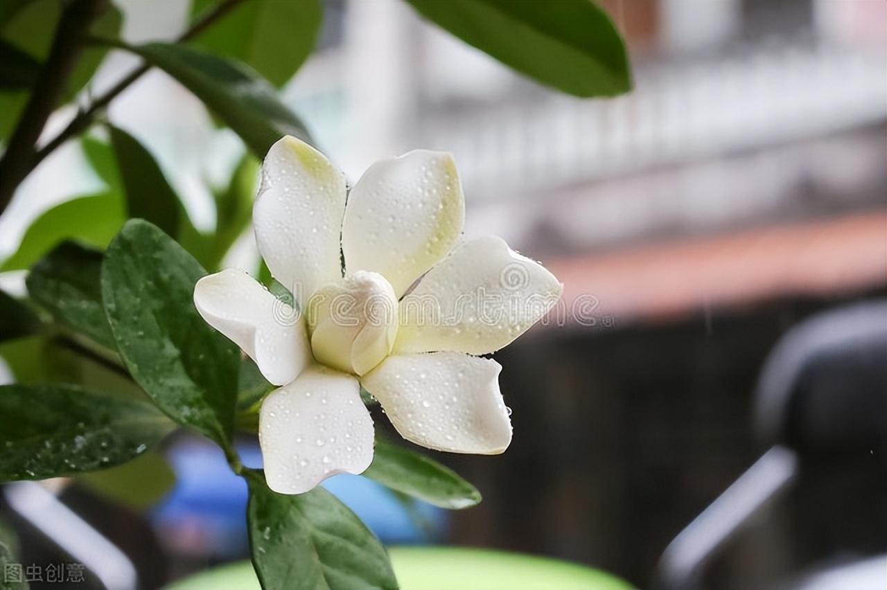 赞美栀子花唯美的诗词（七首栀子花诗词）