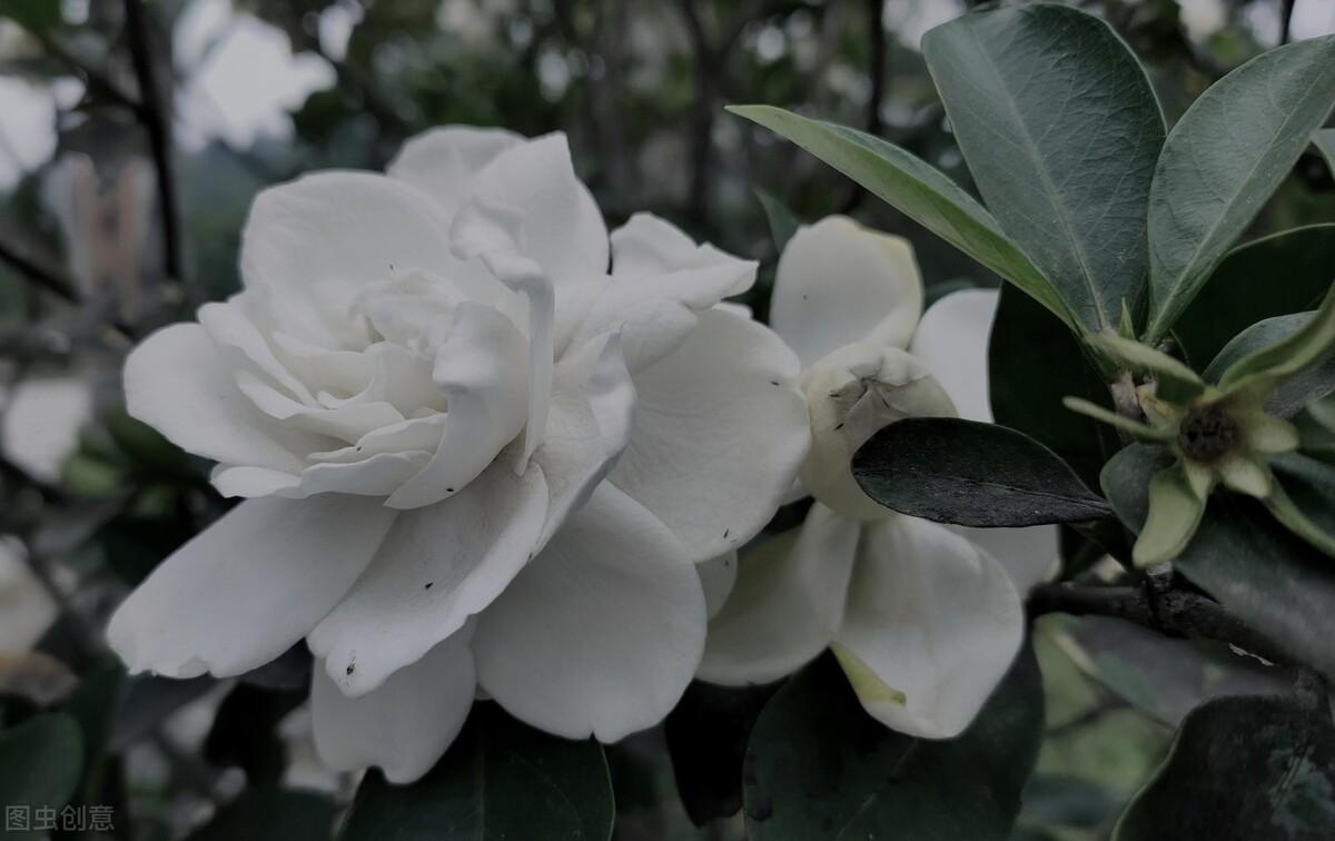 赞美栀子花唯美的诗词（七首栀子花诗词）