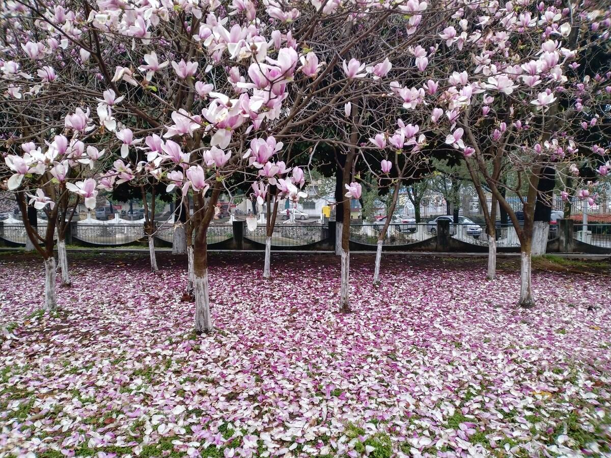 不负春光的唯美诗词（两首别致的送春诗词）