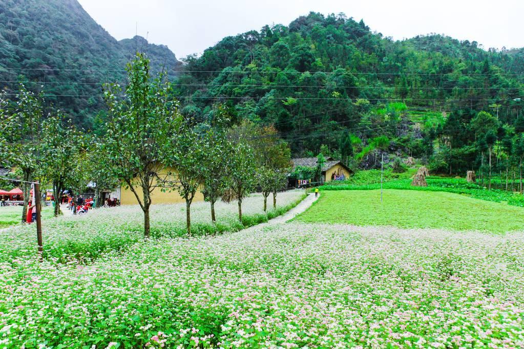 花开似仙境，如雪兆丰年（十二首优美麦花诗词）