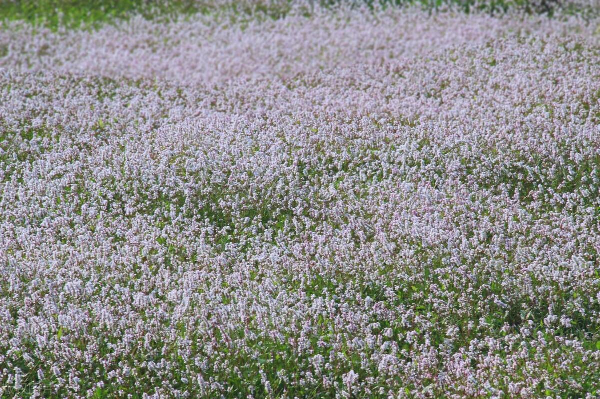 花开似仙境，如雪兆丰年（十二首优美麦花诗词）