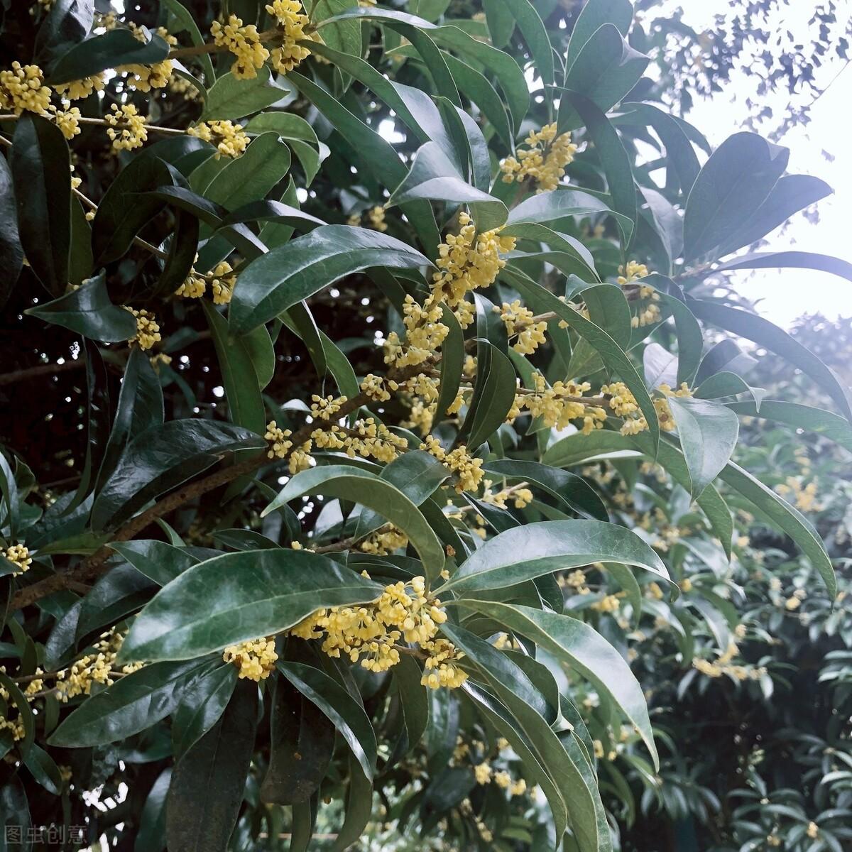 中秋节诗词名句摘抄（关于中秋节著名的诗句）