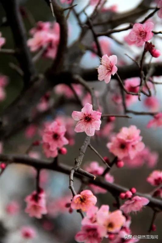 梅花唯美诗词有哪些（20句经典梅花古诗词）