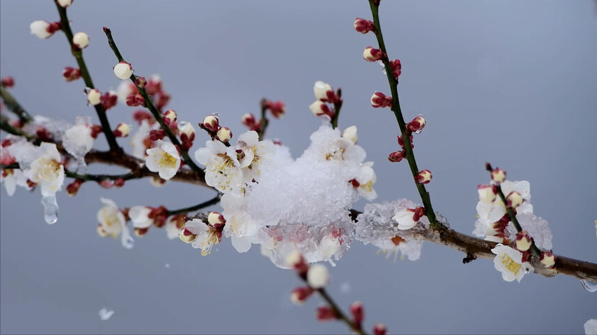 梅花诗词名句有哪些（寒梅傲骨经典古诗词）