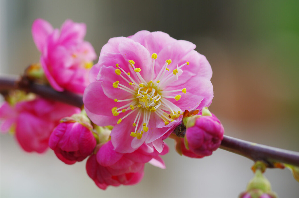 梅花诗词名句有哪些（寒梅傲骨经典古诗词）