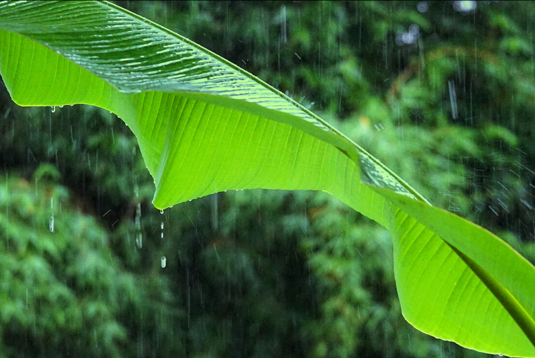 慵懒诗词名句摘抄（精选10首慵懒诗词）