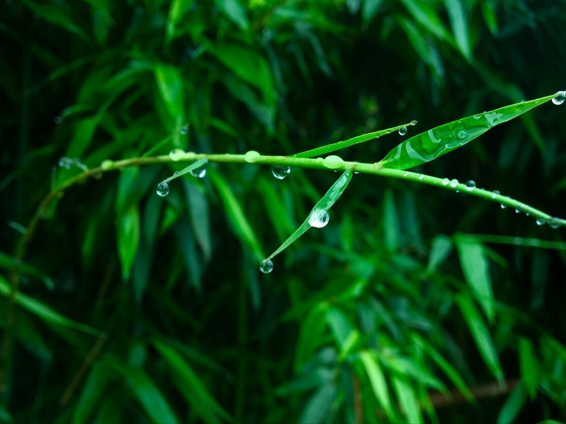 渐进诗词名句摘抄大全（10首渐进诗词）