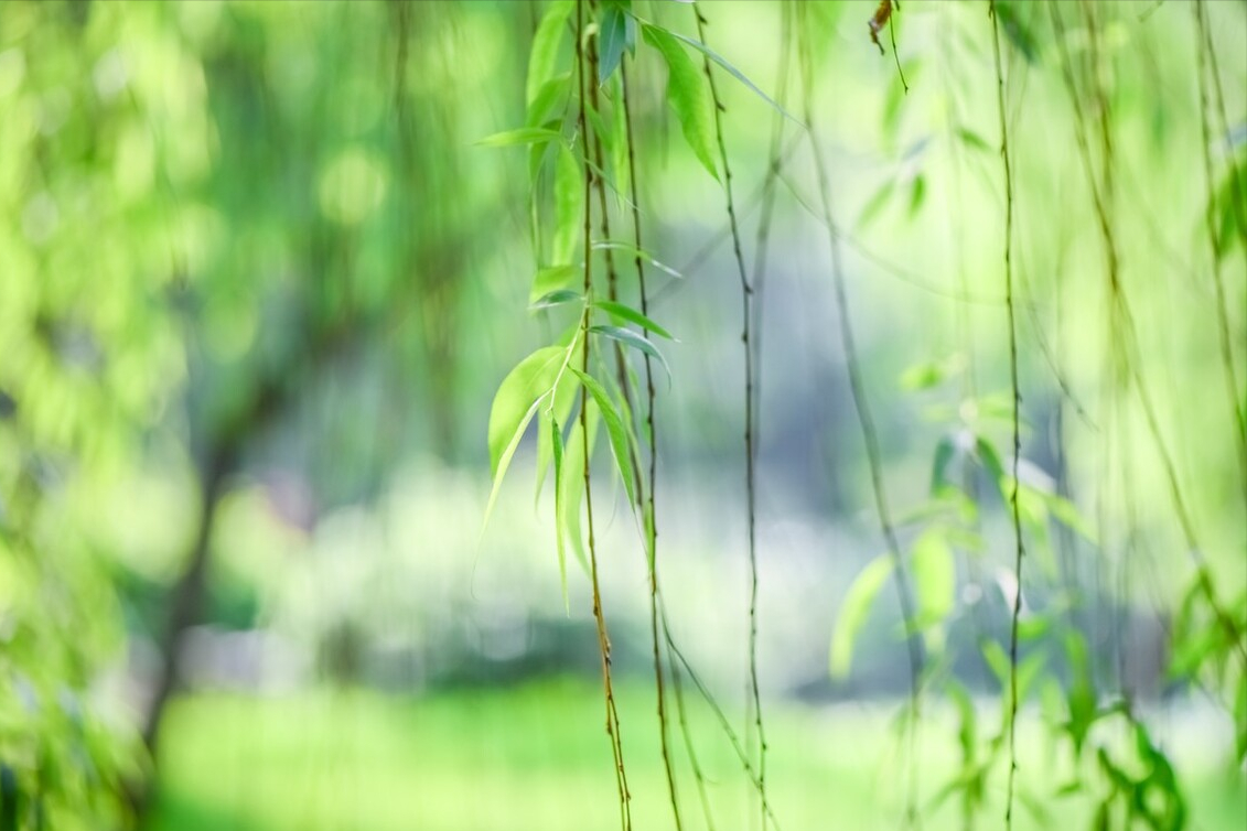 二月诗词名句经典（10首诗词飞花二月）