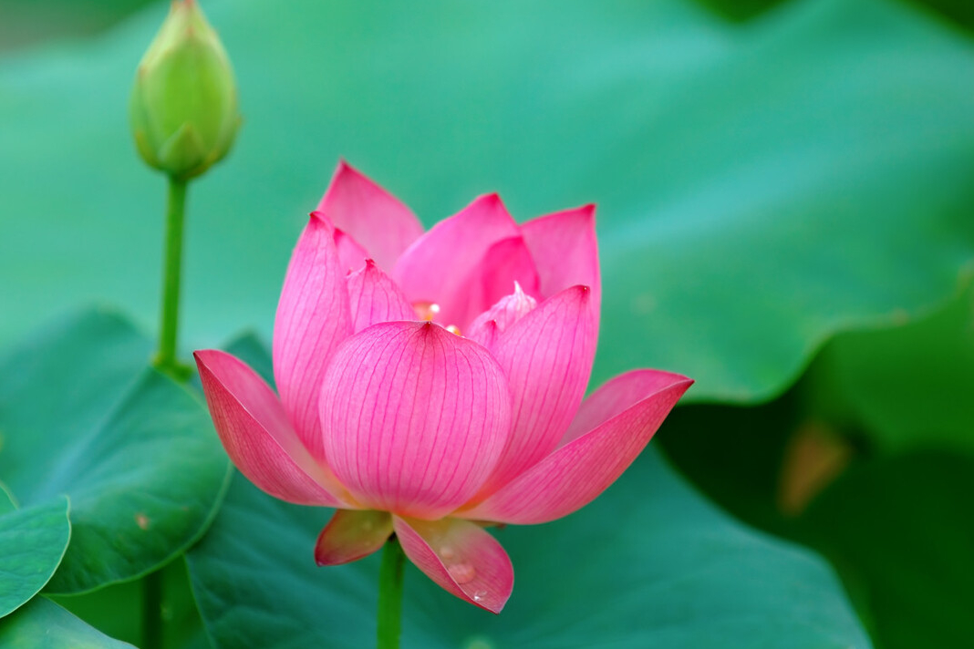 花开诗词名句有哪些（12首七绝花开诗词）