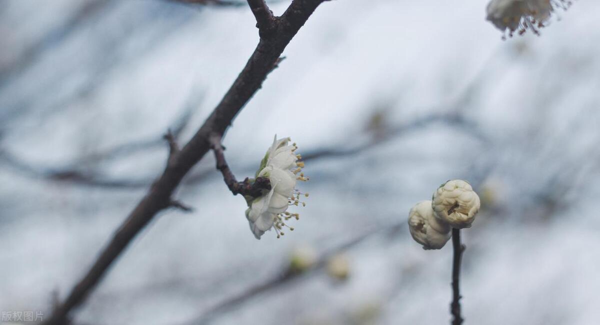 关于梅花的唯美诗句（分享五首落梅诗词）