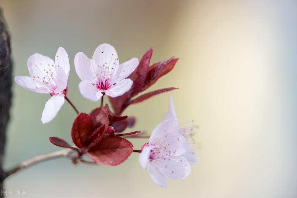 消解焦虑，平心安神（七首平淡有真味的诗词）