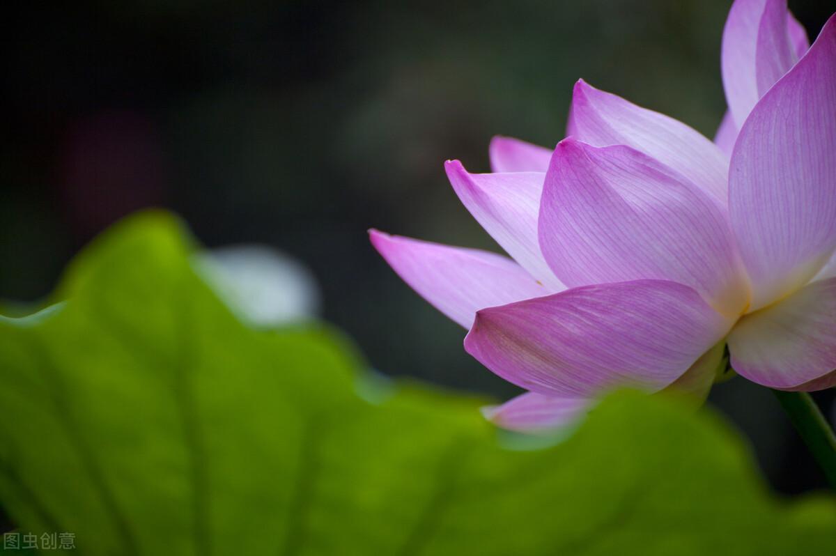 风吹莲叶，香远益清（经典的6首采莲诗）