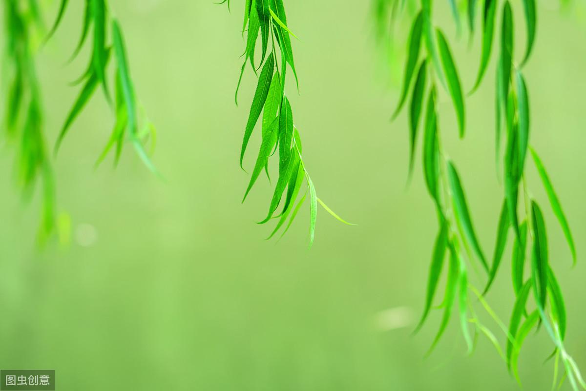 咏柳诗词名句摘抄（九首经典的写柳诗词）