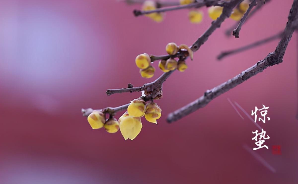 惊蛰经典诗词大全（微雨众卉新，一雷惊蛰始）