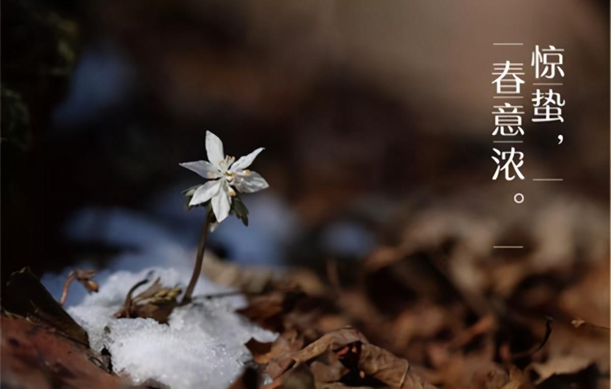 惊蛰经典诗词大全（微雨众卉新，一雷惊蛰始）