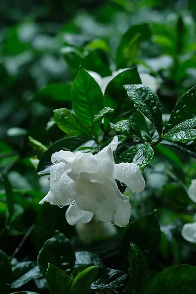 形容有花有果的句子（12首夏日花果诗）