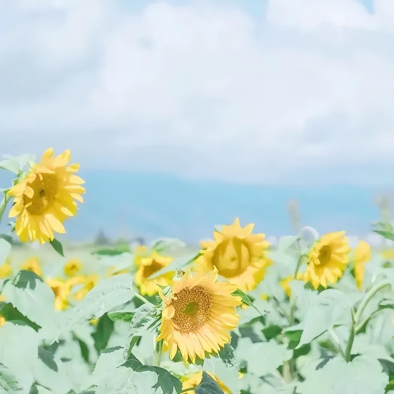 夏天意境优美的诗句（50句关于夏天的诗词）