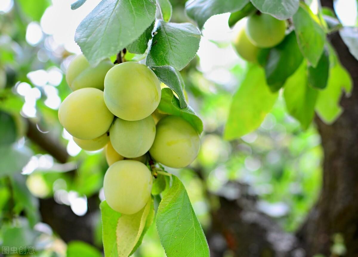 夏木成阴，红摘樱桃（30首立夏古诗词）