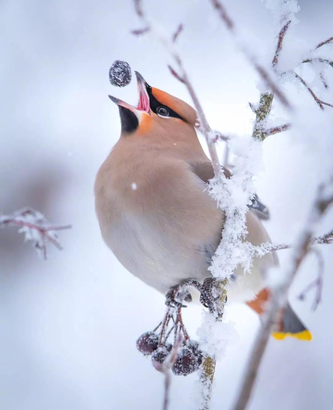 写雪唯美诗词有哪些（6首写雪的经典唐诗）