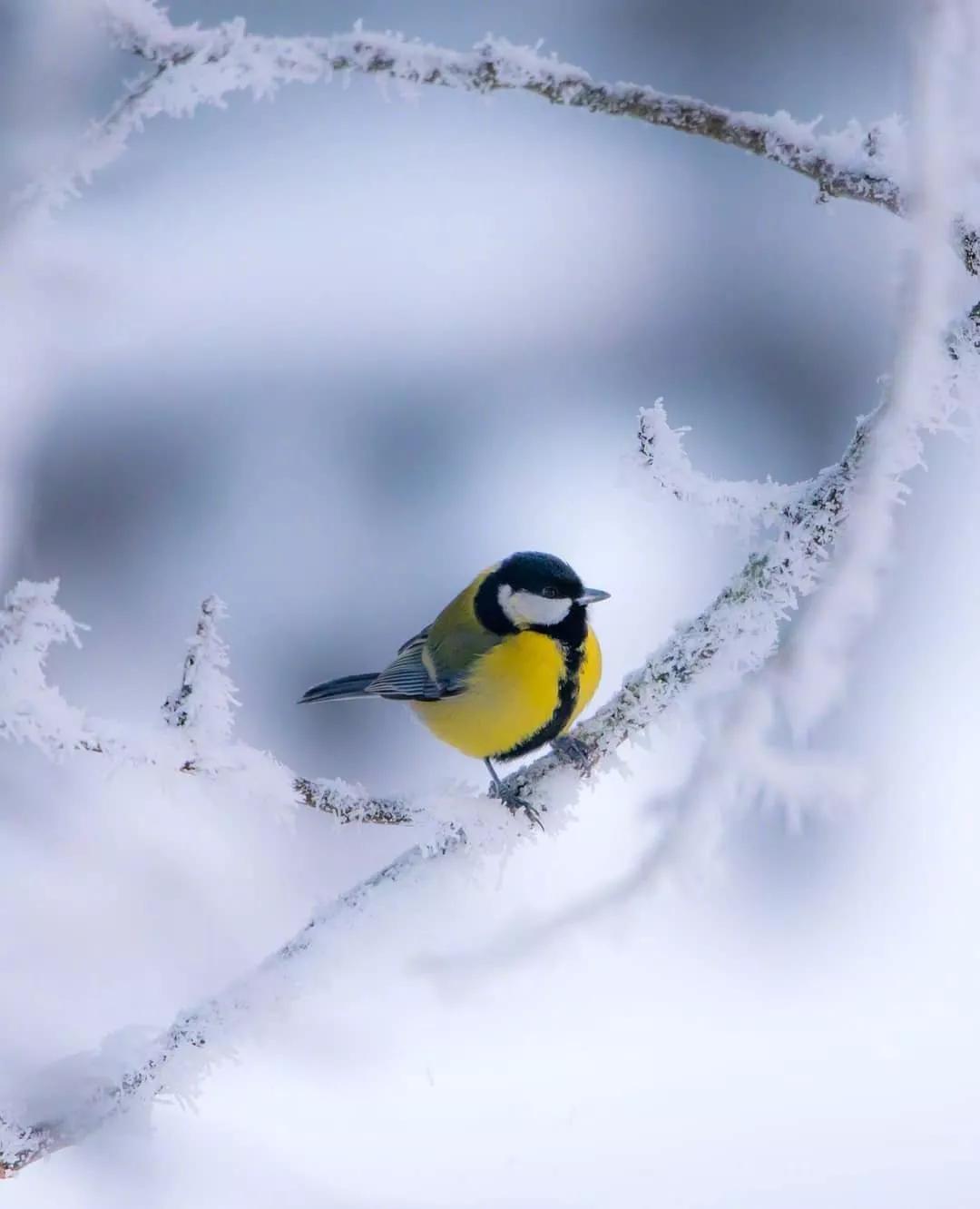 写雪唯美诗词有哪些（6首写雪的经典唐诗）