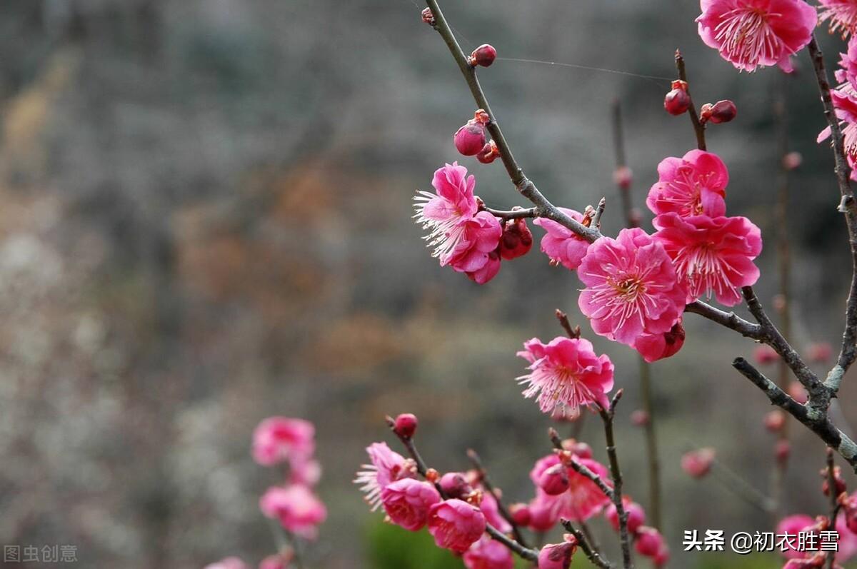 立春经典的诗词佳句（立春节气古诗六首赏析）