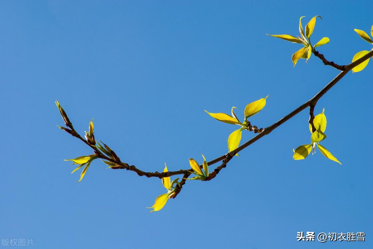 明日是新春，春风生鬓云（立春美词两首赏析）