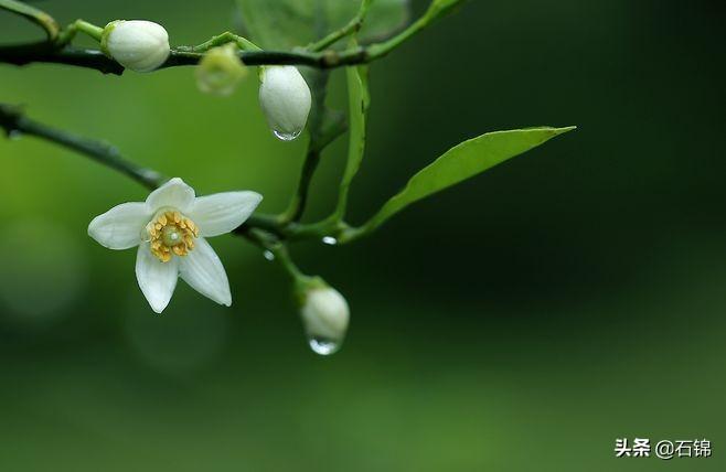 静美经典诗词有哪些（精选八首静美诗词）