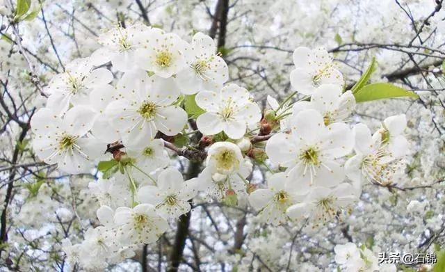 梨花经典诗词有哪些（八首绝美梨花诗词）