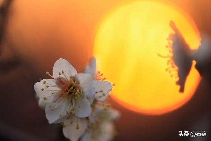 夕阳经典落日暮色的诗句（七首夕阳诗词）