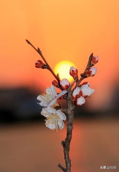 夕阳经典落日暮色的诗句（七首夕阳诗词）