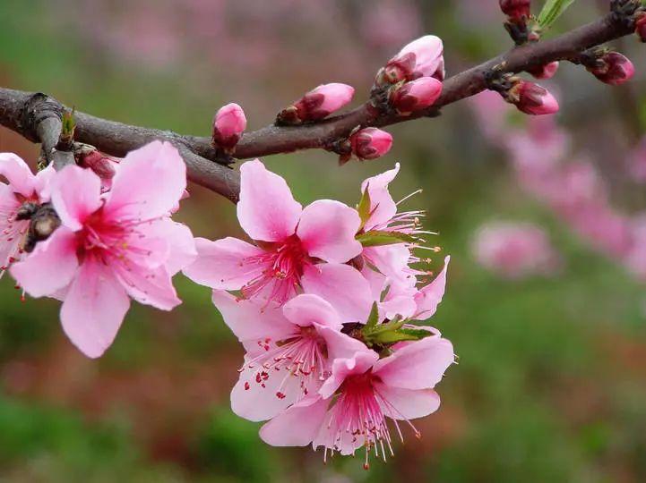 桃花经典诗词有哪些（八首浪漫桃花诗词）