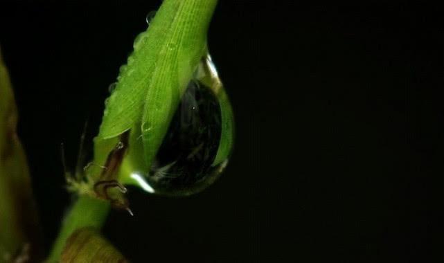 桂魄初生秋露微，轻罗已薄未更衣（7首经典秋露诗词）