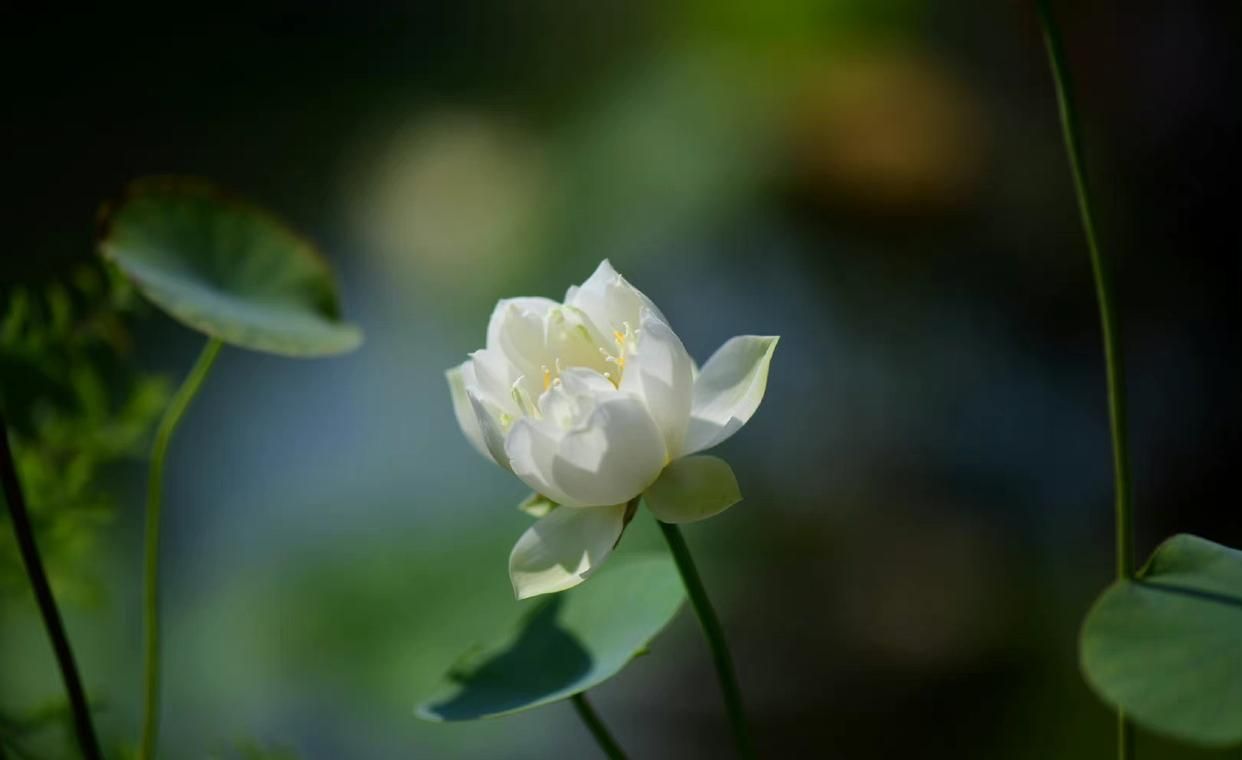 婉约古诗词大全（11首宋代婉约词经典）