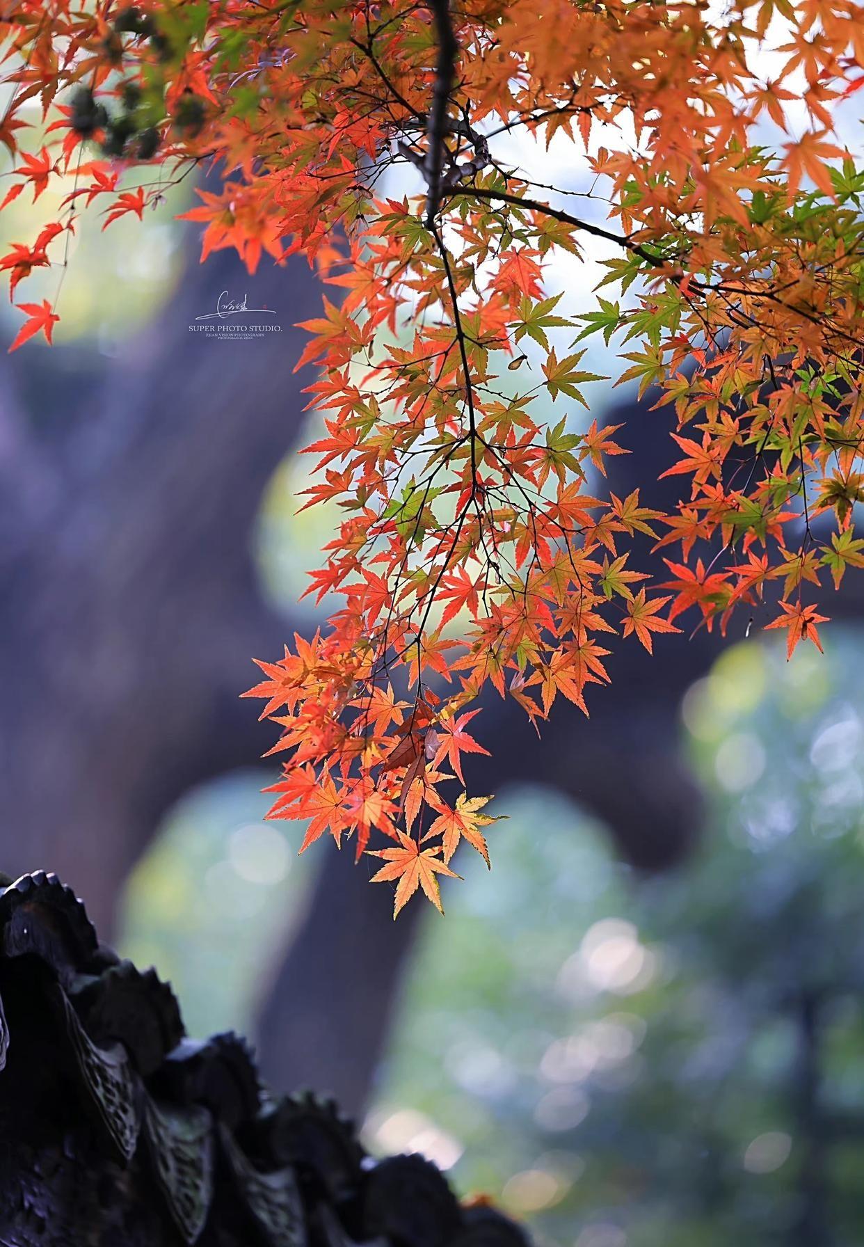 先秦古诗词鉴赏（11首先秦必背古诗词）