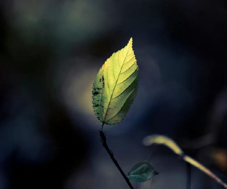 表达心累又无奈的诗句（9首关于寂寞的诗词）