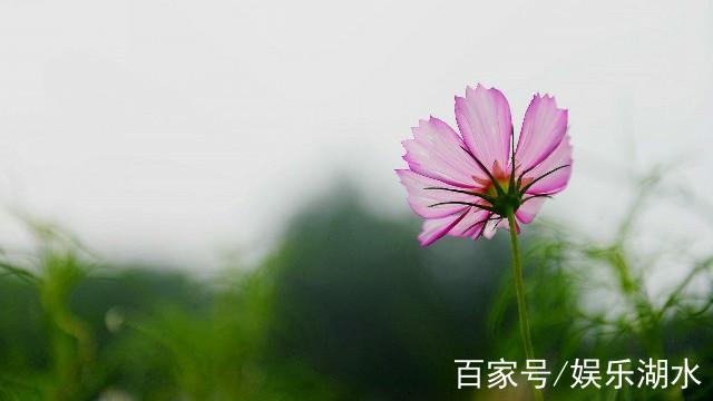 关于生活的优美句子摘抄（生活之美——探寻生命的真谛）