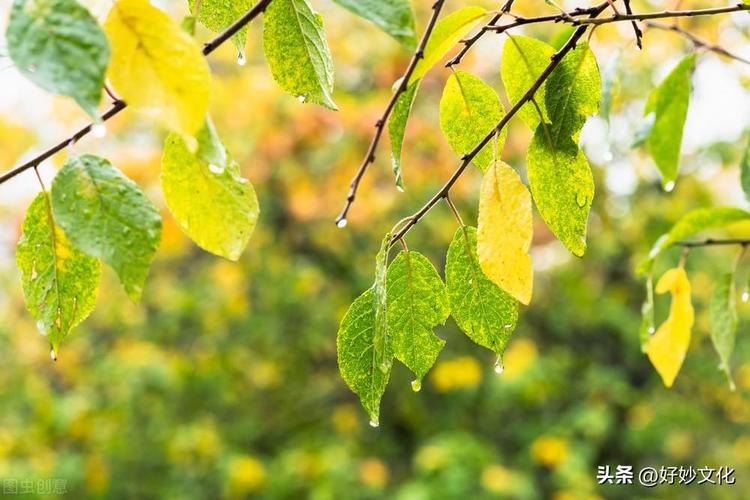 关于秋雨的优美句子有哪些（《秋雨如诗》——探寻秋雨的美丽）