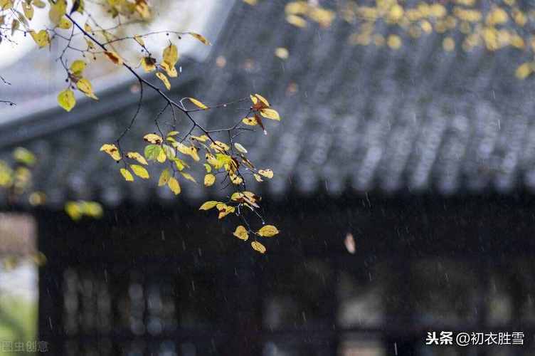 关于秋雨的优美句子有哪些（《秋雨如诗》——探寻秋雨的美丽）