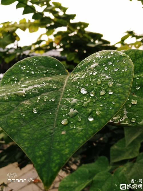 有关秋天下雨唯美句子的句子简短（缓缓的雨，深情的秋）