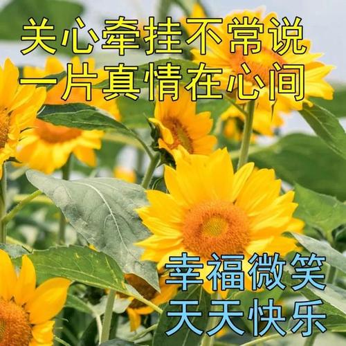 秋天天气变凉问候语（寄送思念，关爱温暖）