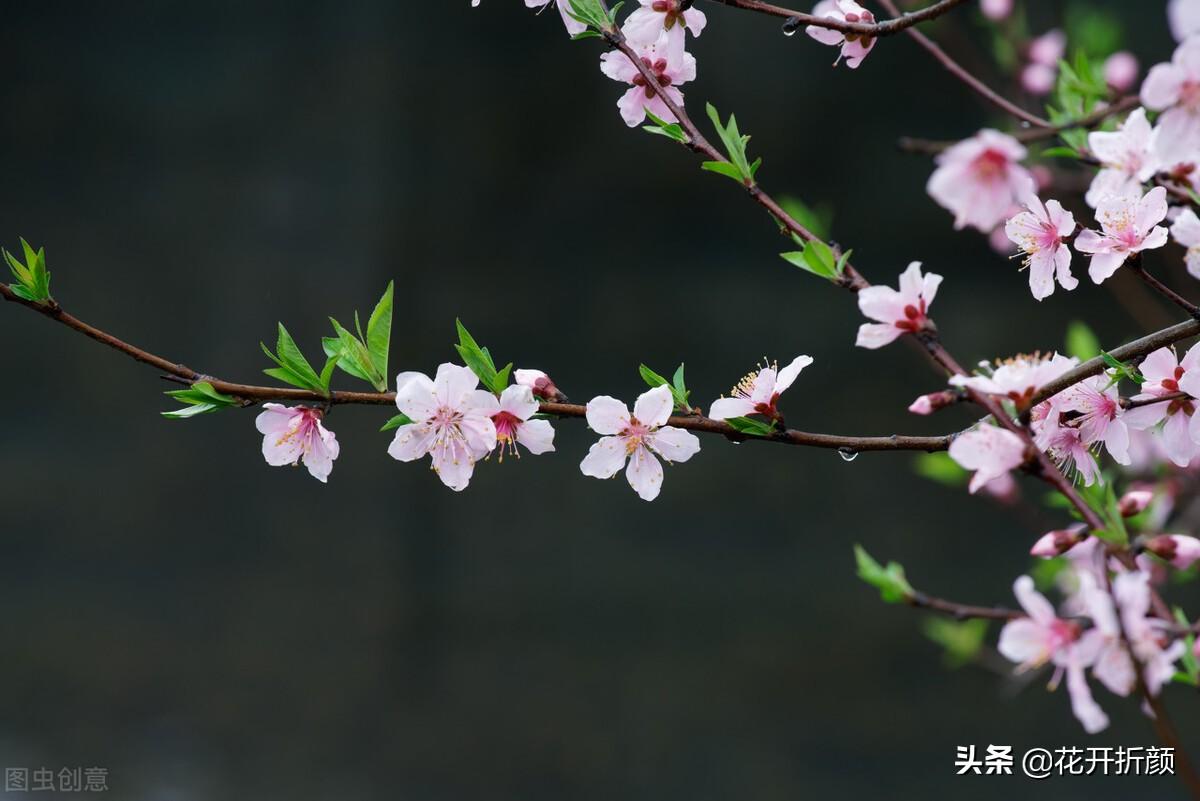 春天风景好的诗句（苏轼诗词里的春天）