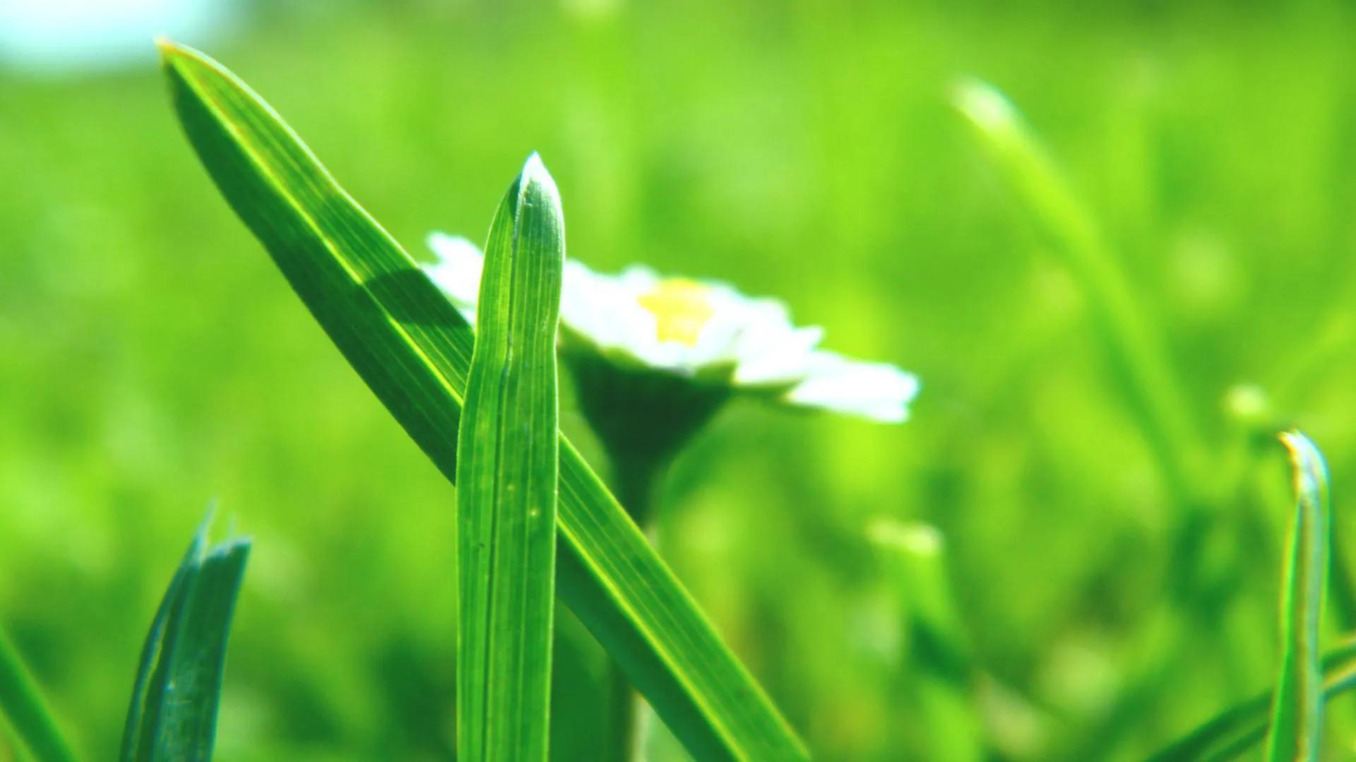 如沐春风，春雨滋润万物（八首优美的春天诗词）