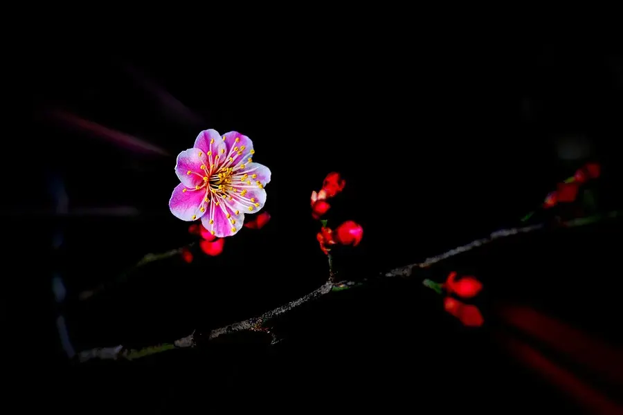 梅花经典诗词十首（经典咏梅七言绝句）