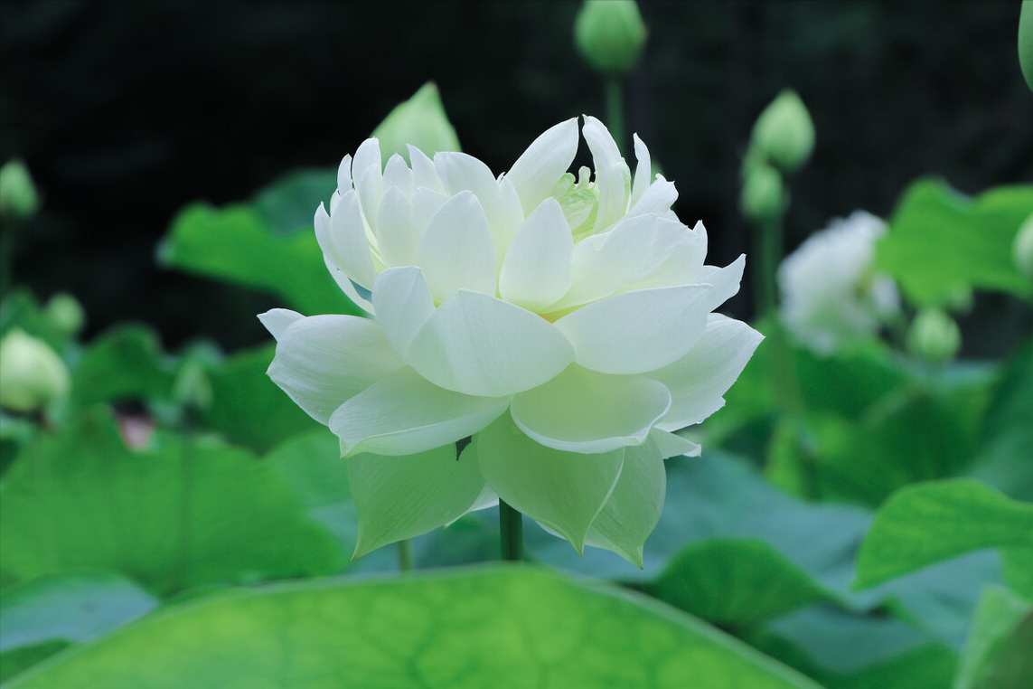 赞寺庙的七律诗（10首寺中诗词）